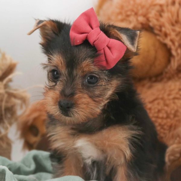 Yorkshire Terrier Puppy for Sale