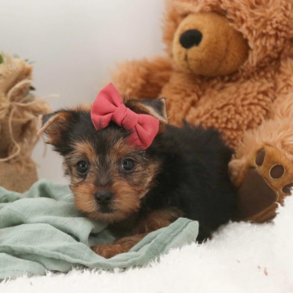 Yorkshire Terrier Puppy for Sale