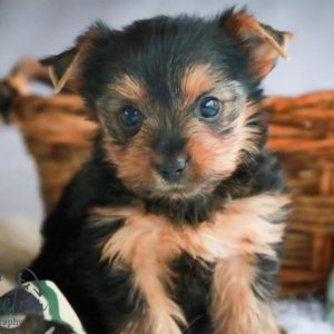 Yorkshire Terrier Puppy for Sale