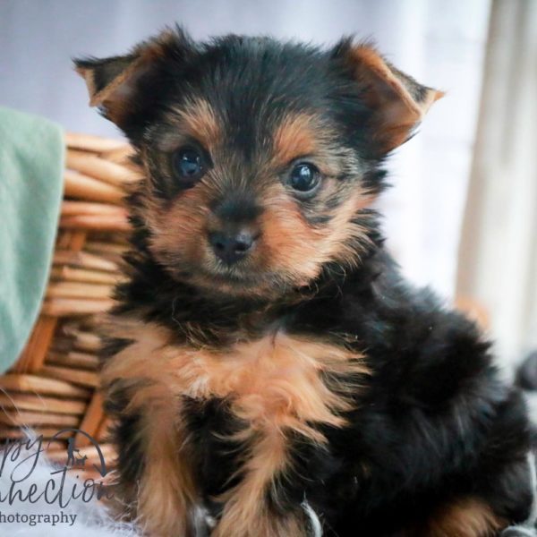 Yorkshire Terrier Puppy for Sale