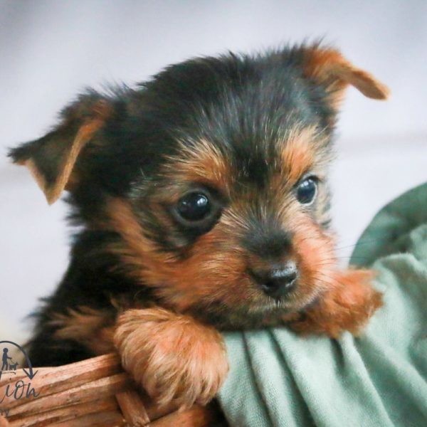 Yorkshire Terrier Puppy for Sale