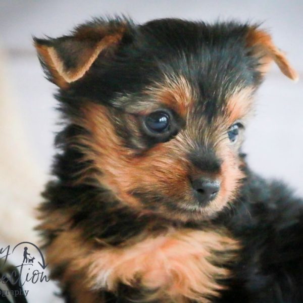 Yorkshire Terrier Puppy for Sale