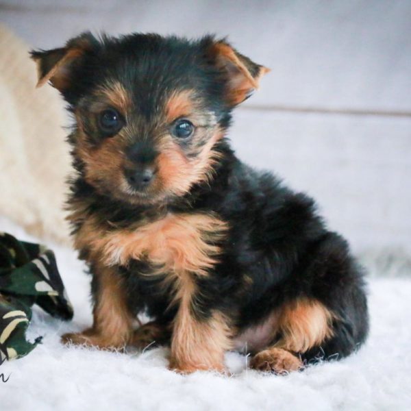 Yorkshire Terrier Puppy for Sale