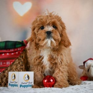 F1 Cavapoo Puppy for Sale