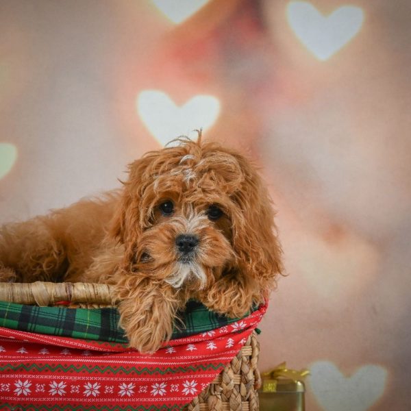 F1 Cavapoo Puppy for Sale