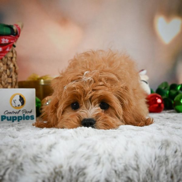 F1 Cavapoo Puppy for Sale