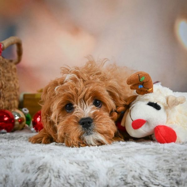 F1 Cavapoo Puppy for Sale