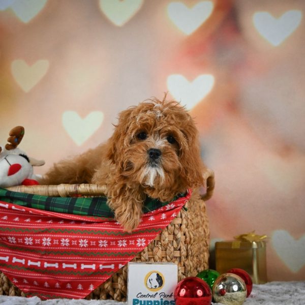 F1 Cavapoo Puppy for Sale