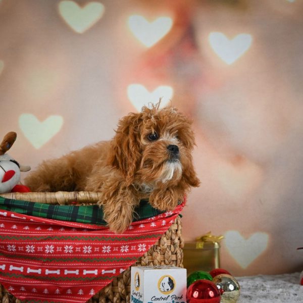 F1 Cavapoo Puppy for Sale