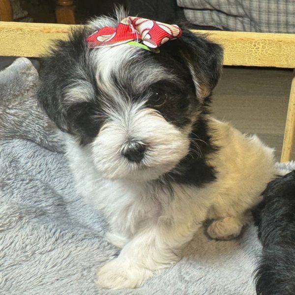 Morkie Puppy for Sale