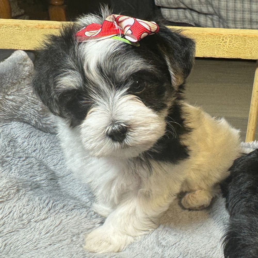 Morkie Puppy for Sale in NYC