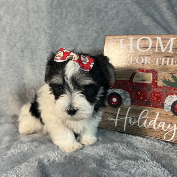 Morkie Puppy for Sale