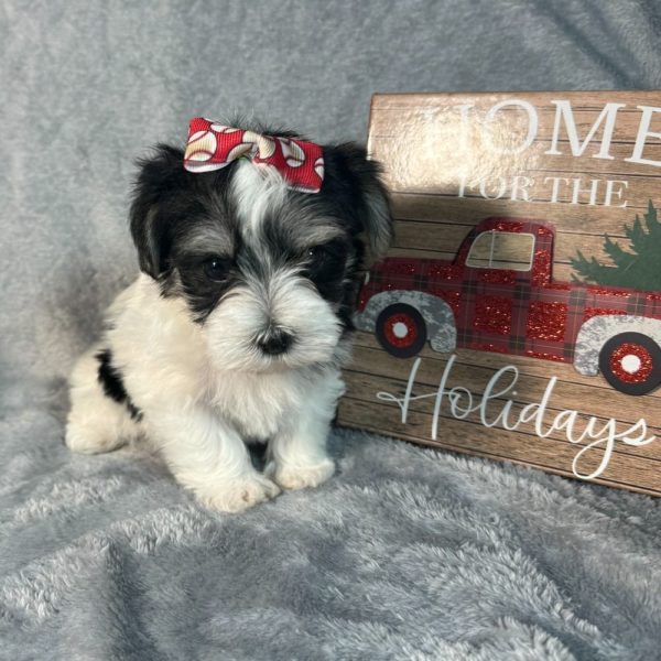 Morkie Puppy for Sale