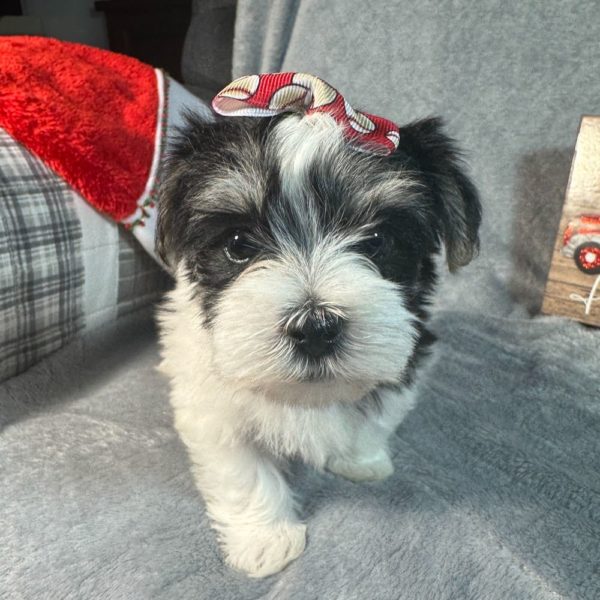 Morkie Puppy for Sale