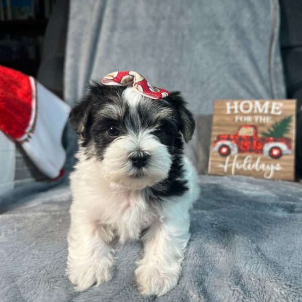 Morkie Puppy for Sale