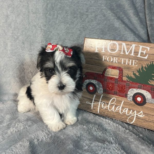 Morkie Puppy for Sale