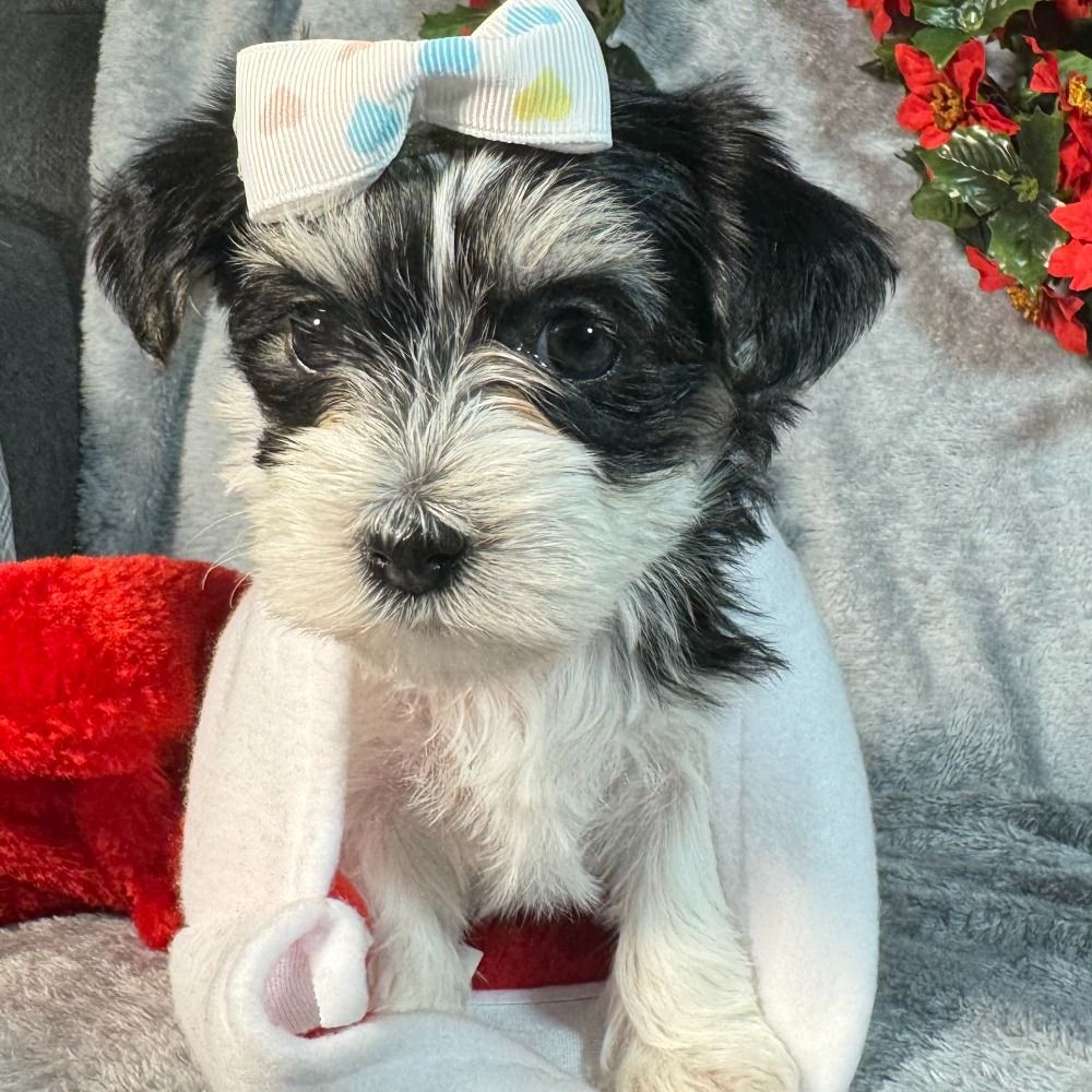 Morkie Puppy for Sale in NYC