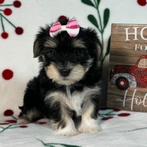 Morkie Puppy for Sale