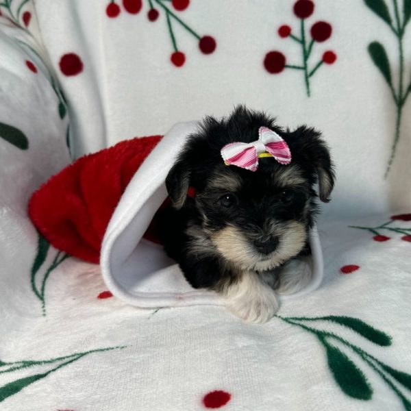 Morkie Puppy for Sale