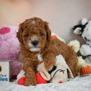 F1b Cavapoo Puppy for Sale