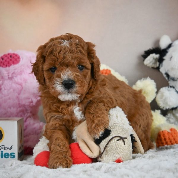 F1b Cavapoo Puppy for Sale