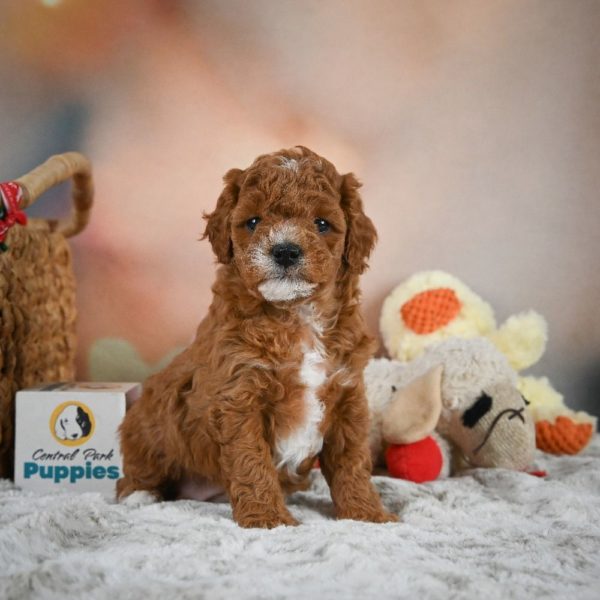 F1b Cavapoo Puppy for Sale