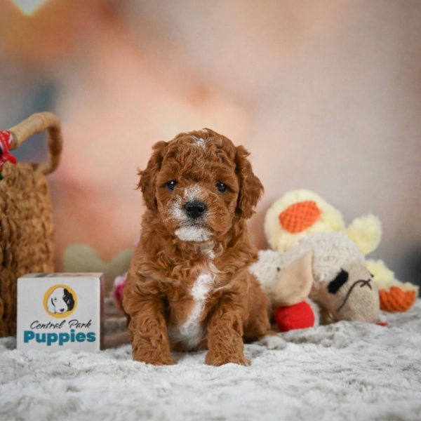 F1b Cavapoo Puppy for Sale