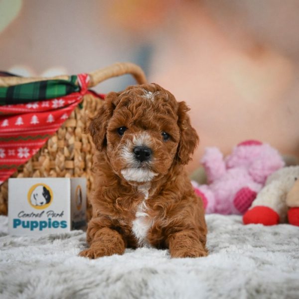 F1b Cavapoo Puppy for Sale