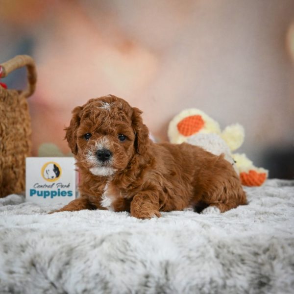 F1b Cavapoo Puppy for Sale