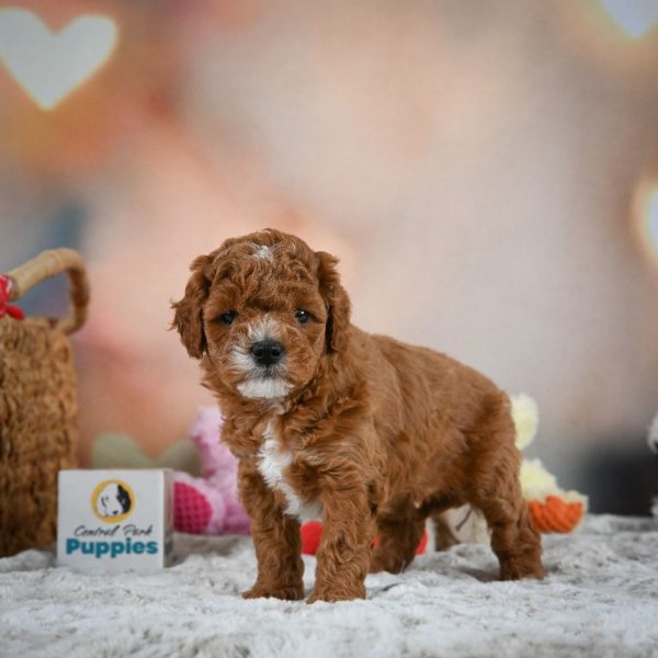 F1b Cavapoo Puppy for Sale