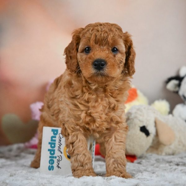 F1b Cavapoo Puppy for Sale