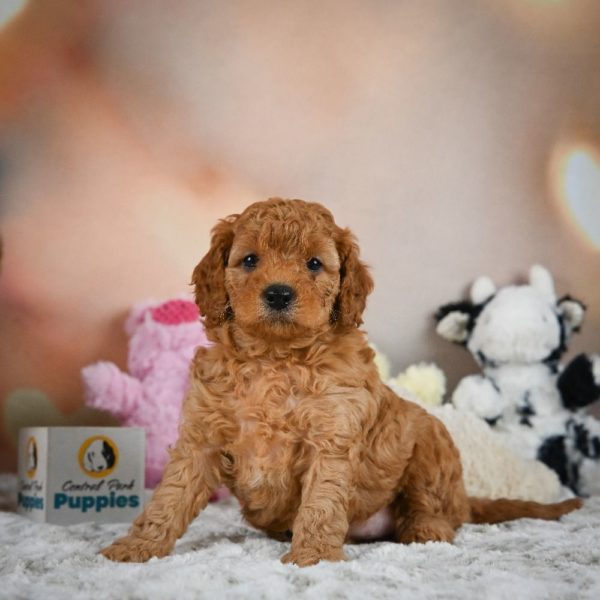 F1b Cavapoo Puppy for Sale