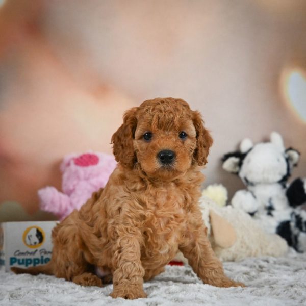 F1b Cavapoo Puppy for Sale