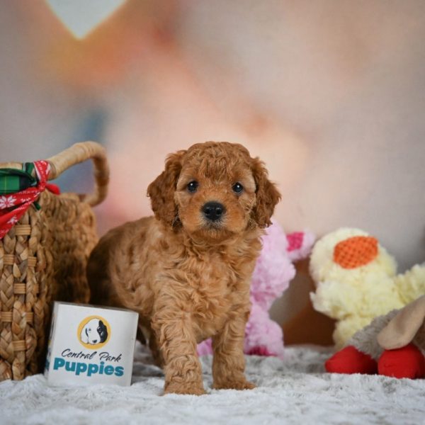 F1b Cavapoo Puppy for Sale