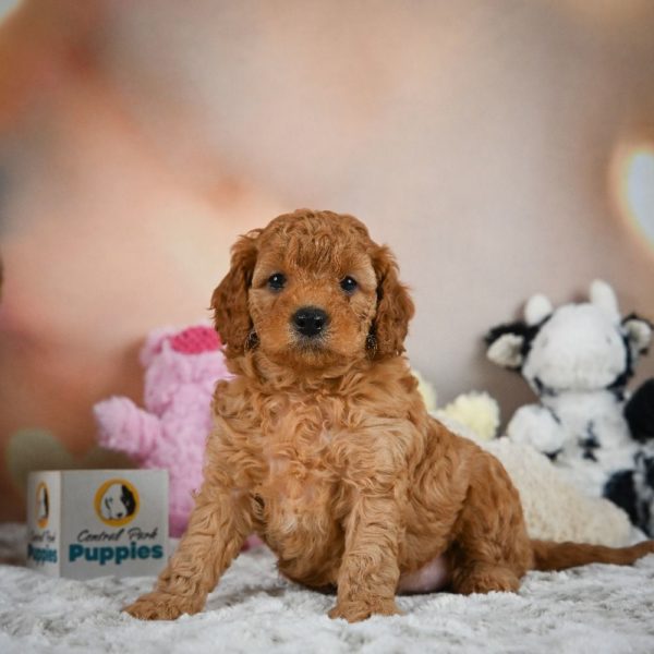 F1b Cavapoo Puppy for Sale