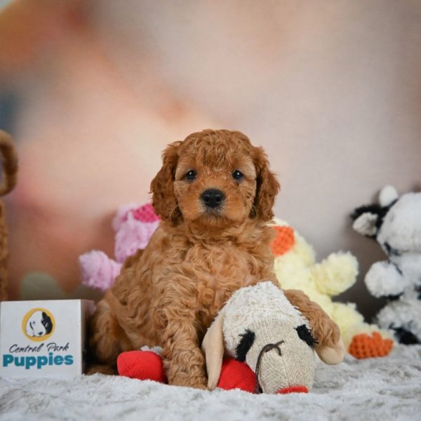 F1b Cavapoo Puppy for Sale