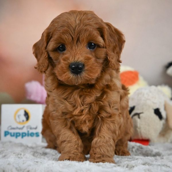 F1b Cavapoo Puppy for Sale