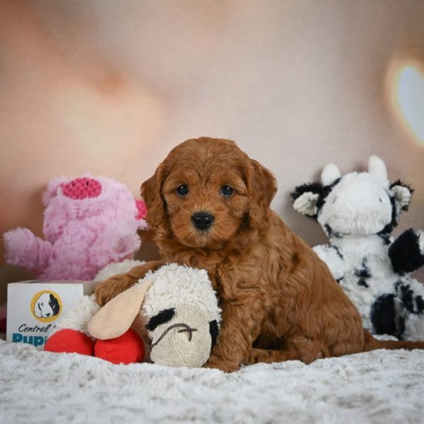 F1b Cavapoo Puppy for Sale