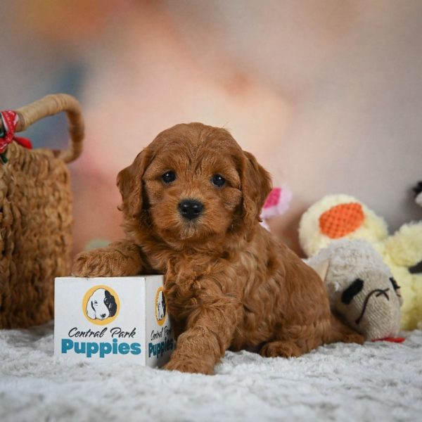 F1b Cavapoo Puppy for Sale