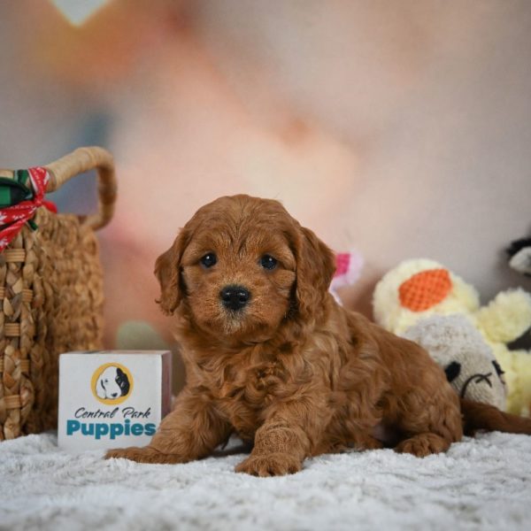 F1b Cavapoo Puppy for Sale