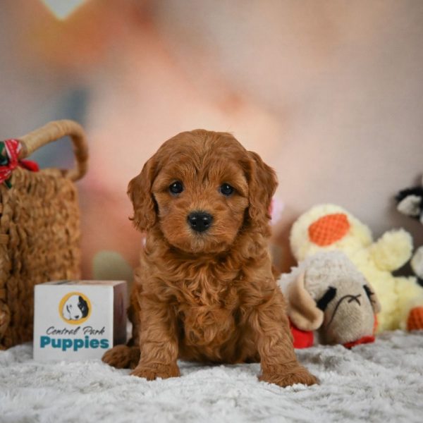 F1b Cavapoo Puppy for Sale