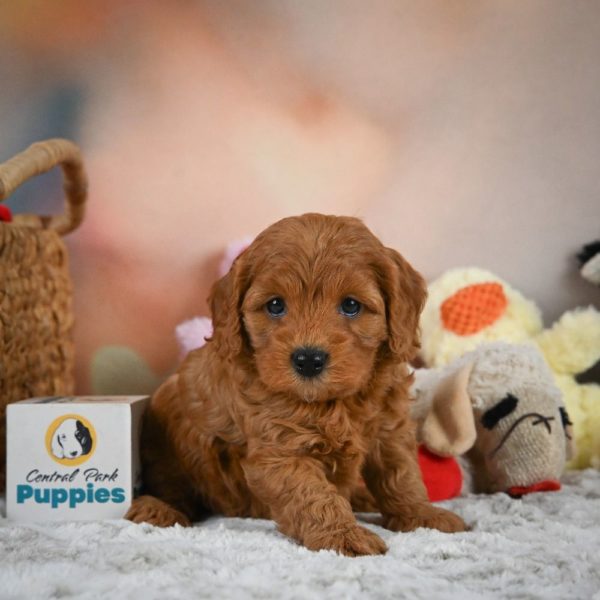 F1b Cavapoo Puppy for Sale