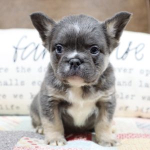 Fluffy French Bulldog Puppy for Sale