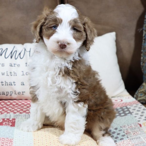 F1b Mini Aussiedoodle Puppy for Sale