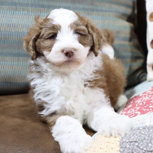 F1b Mini Aussiedoodle Puppy for Sale