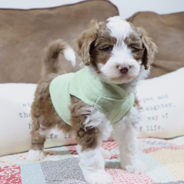 F1b Mini Aussiedoodle Puppy for Sale