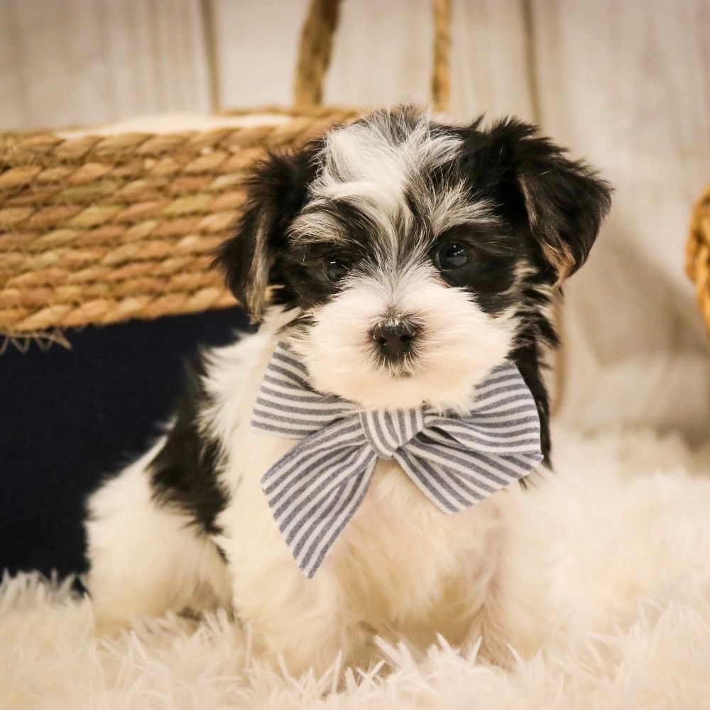 Morkie Puppy for Sale in NYC