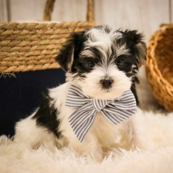 Morkie Puppy for Sale