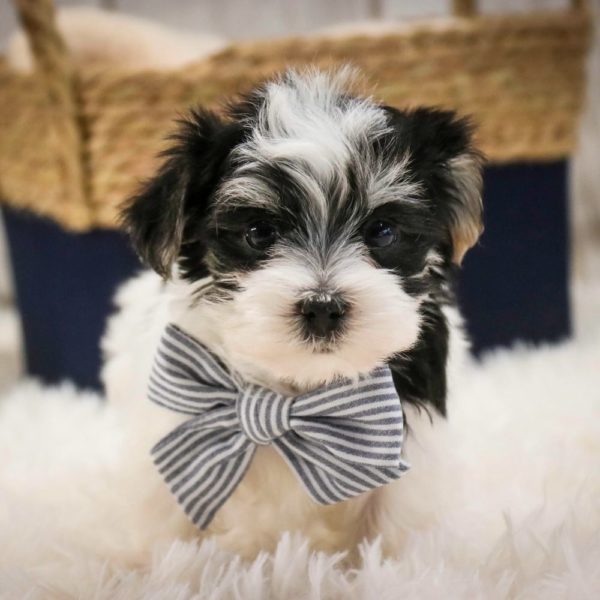 Morkie Puppy for Sale