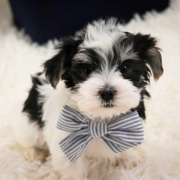 Morkie Puppy for Sale